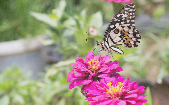 Produktbild Zollinger Bio Blumenmischung für Schmetterlinge (Blumensamen)