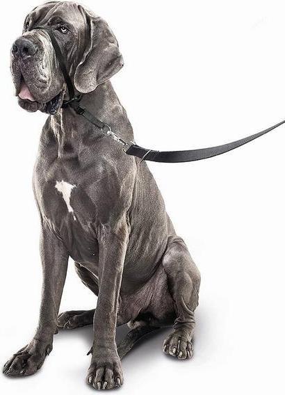 Immagine prodotto beaphar Collier Gentle Leader S, noir (S, Cane)