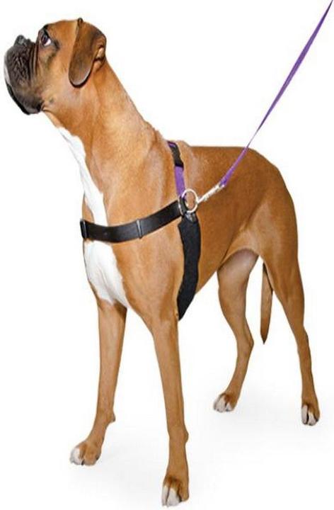 Actual product image Ancol Pet Products Pure Dog Listeners Chest Harness And Leash Set With DVD (L, Dog, General)