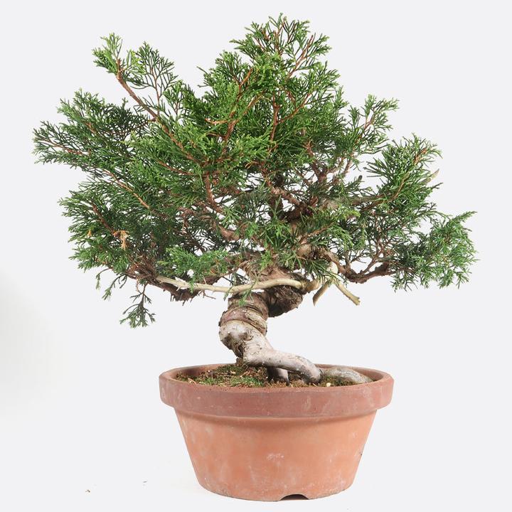 Actual product image Bonsai.ch Juniperus juniper cm (19 cm)