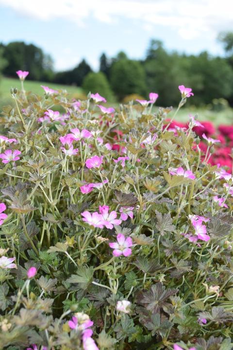 Actual product image Säntispracht The Creeping Cranesbill - Geranium pratense 'Orkney Cherry' (40 cm)