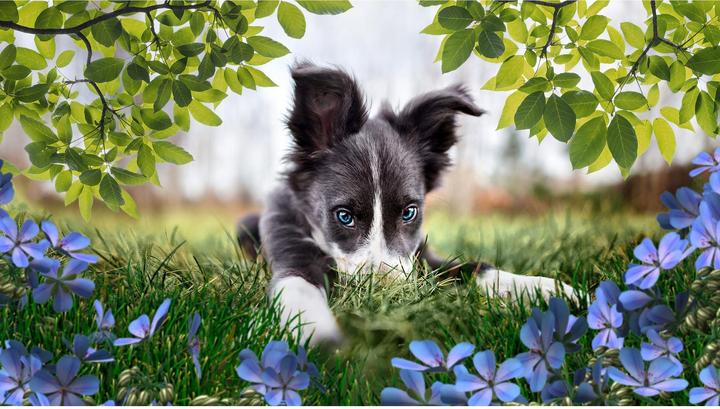 Actual product image Adobe Photoshop Elements 2023/2023/German/Multiple Platforms/Retail/1 User (1 User, unlimited)