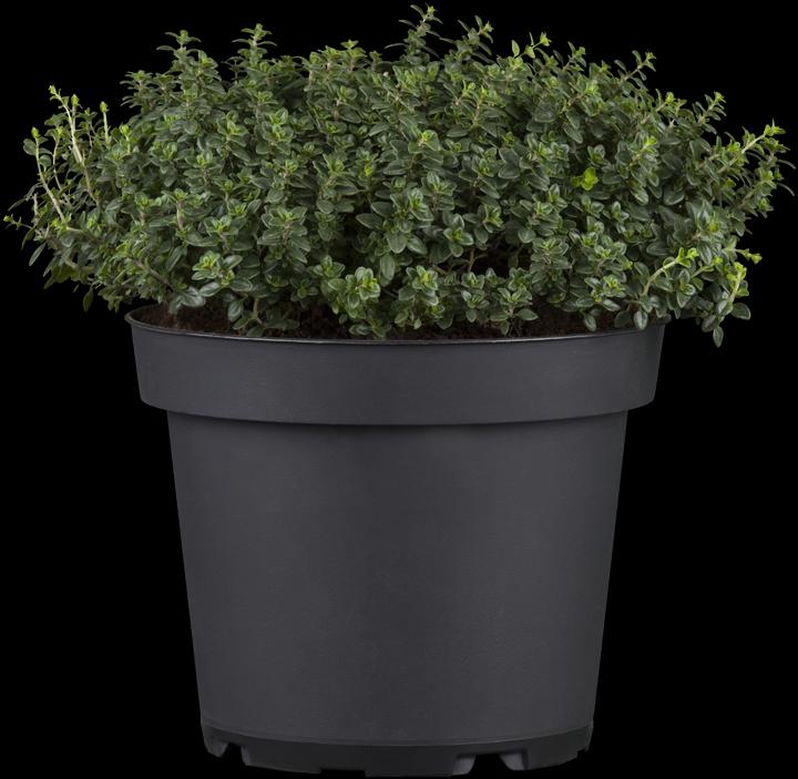 Image du produit Thym citron