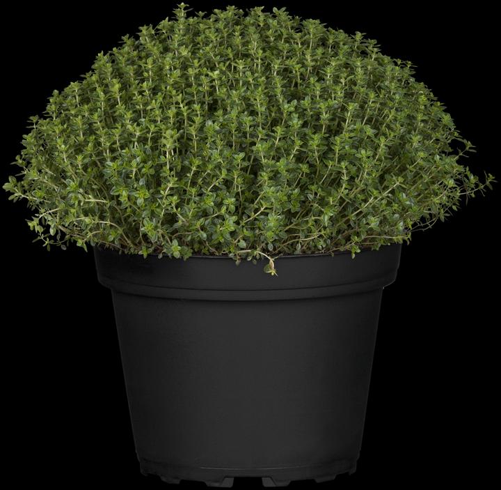 Image du produit Thym citron