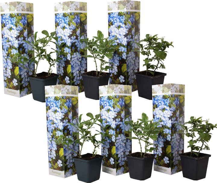 Actual product image Plant in a Box Plumbago auriculata - Set of 6 Male Loyalty (25 cm)