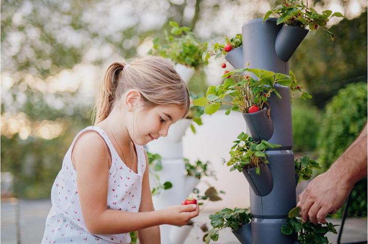 Image du produit Gusta Garden Sissi Fraise (27 cm)