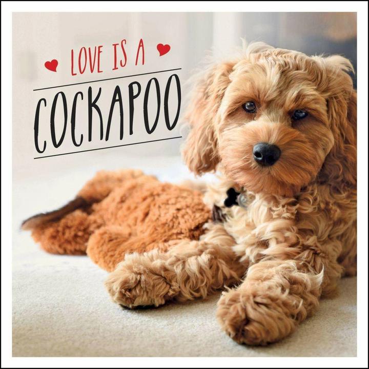 Produktbild Love Is a Cockapoo (Englisch, Charlie Ellis, 2021)