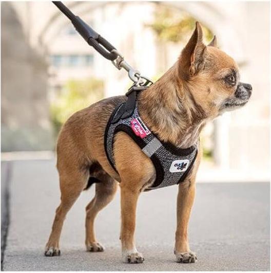 Actual product image Curli Stretch Comfort leash (M, Dog)