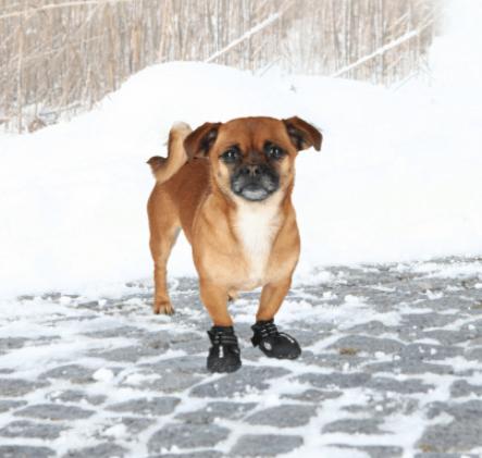 Produktbild Trixie Pfotenschutz Walker Active Gr.L (L, Hundeschuhe)