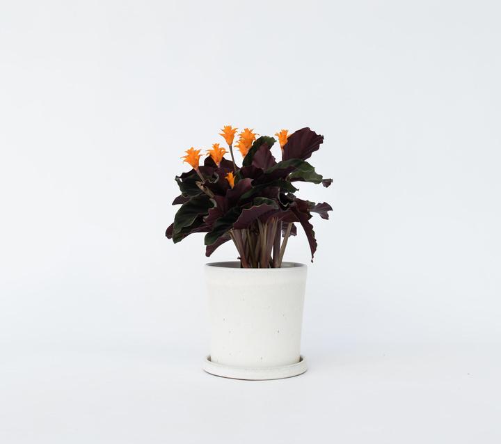 Actual product image Plant in a Box Calathea crocata Tassmania - Crocus Calathea (40 cm)