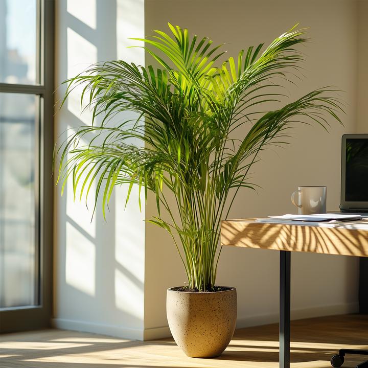 Produktbild Plant in a Box Dypsis Lutescens - Areca Goldfruchtpalme (100 cm)