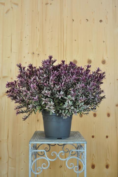 Produktbild Säntispracht Die Strauchveronika mit rot-violettem Austrieb - Hebe 'Magic Summer' (30 cm)