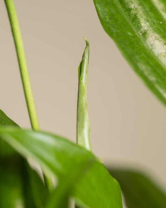 Immagine prodotto feey Foglia singola (35 cm, Appena rinvasata)