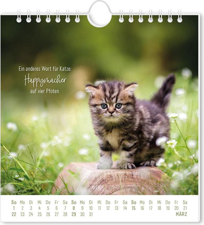 Produktbild Postkartenkalender 2026 Auf leisen Pfot (16 x 17 cm, Deutsch)