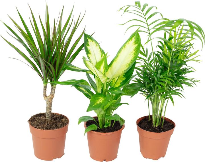 Produktbild Flowerbox 3er-Set Zimmerpflanzen Chamaedorea, Dieffenbachie, Dracaena (30 cm)