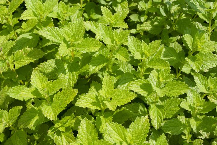 Actual product image Living Seeds Lemon balm (Plant seeds)