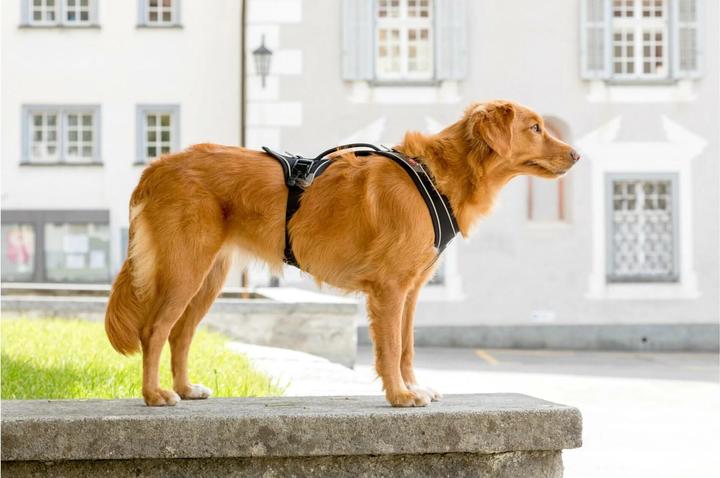 Produktbild Curli Geschirr Magnetic Belka Comfort (XS, Hund, Allgemein)