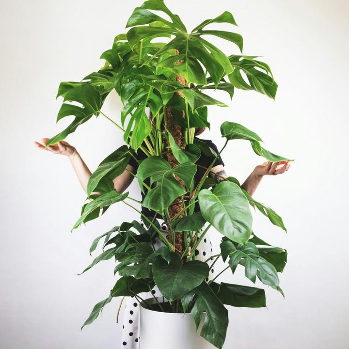 Immagine prodotto Plant in a Box Monstera Deliciosa - Maschera di scimmia su bastoncino (130 cm)