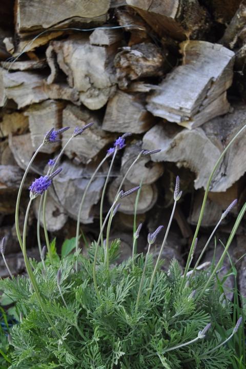Immagine prodotto Säntispracht La Lavanda Canaria - Lavendula 'pinnata' (80 cm)