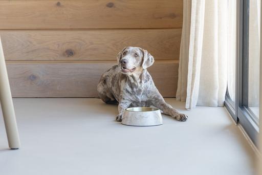 Immagine prodotto Designed by Lotte Ciotola per cani Meis (0.70 l)