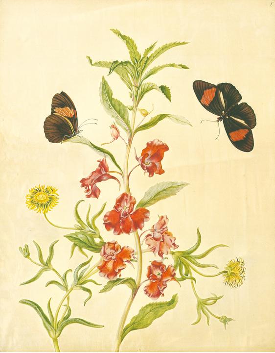 Immagine prodotto Maria Sibylla Merian - St. Petersburger Aquarelle (Jubilumsausgabe) (Tedesco, Merian, MariaSibilla, 2025)