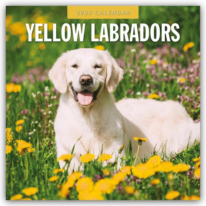 Image du produit Red Robin Publishing Ltd:Labrado jaune (305 x 305 mm, Couverture rigide, Allemand)