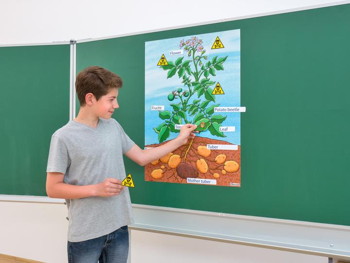 Produktbild Betzold Die Kartoffelpflanze