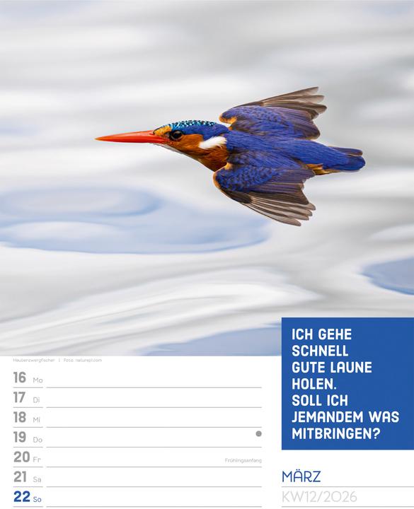 Produktbild Tierisch! Sprüchekalender - Wochenplaner Kalender 2026 (25 x 33 cm, Deutsch)