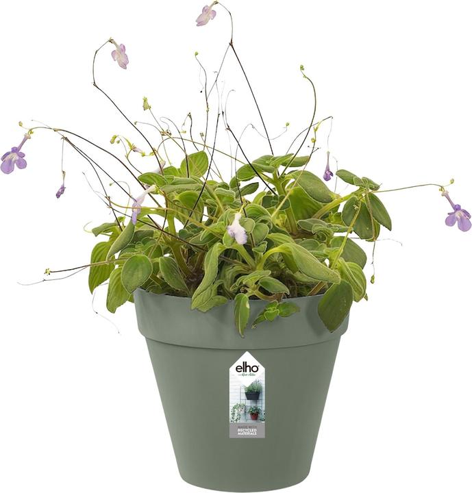 Immagine prodotto Elho Loft Urban Green Fioriera da parete singola (15 cm)