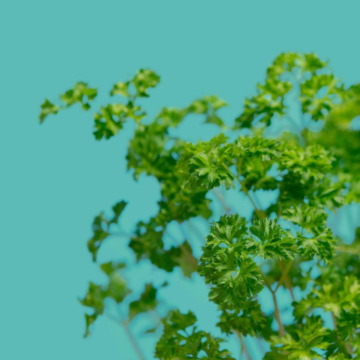 Actual product image Prêt à Pousser curly parsley (Herb seeds)