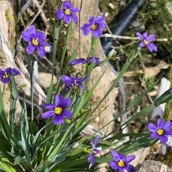 Produktbild Säntispracht 3 er Set, Die immergrüne Binsenlilie - Sisyrinchium angustifolium Lucerne (20 cm)