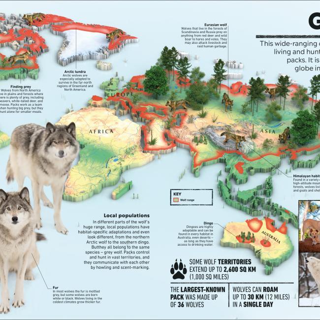 Produktbild What's Where on Earth? Animal Atlas (Englisch, Dorling Kindersley Ltd., 2021)