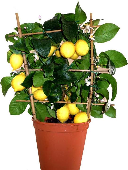 Citron (80 cm)