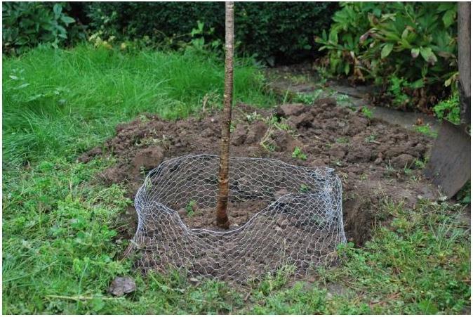 Produktbild Kerbl Wühlmauskorb unverzinkt, gross, 60 cm