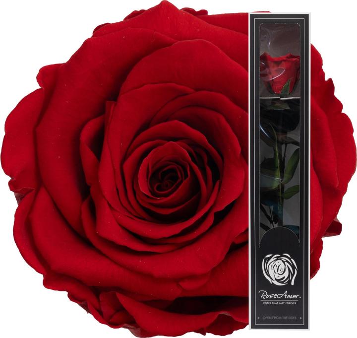 Produktbild Migros Ostschweiz Premium Stielrose (Infinity Blumen)