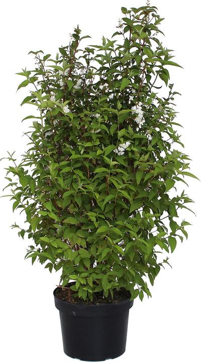 Immagine prodotto Zulauf Deutzie / Deutzia c. 'Pride of Rochester' (100 cm)