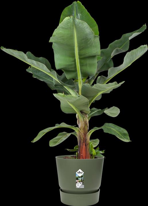 Actual product image Elho flowerpots (29.50 cm)