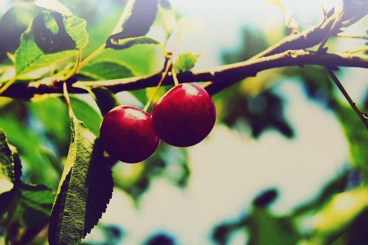 Immagine prodotto Zimmerli Adaptogene Acerola in polvere (BIO) (1 Pezzo/i, Polvere, 100 g)