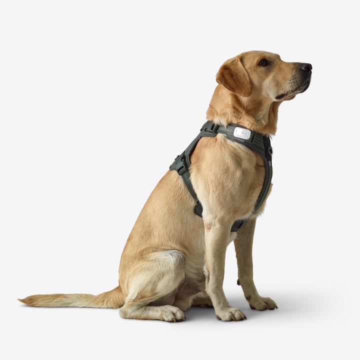 Image du produit Solognac Harnais pour chien 500 Outdoor (S, Chien)