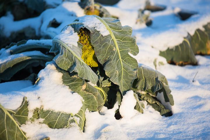 Produktbild Frisches Gemüse im Winter ernten (Deutsch, Wolfgang Palme, 2024)