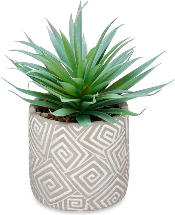Produktbild Ibergarden Zimmerpflanze (21 cm)