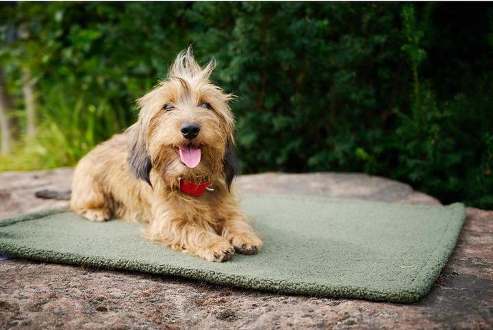 Image du produit Laboni Couverture Teddy M (Chien)