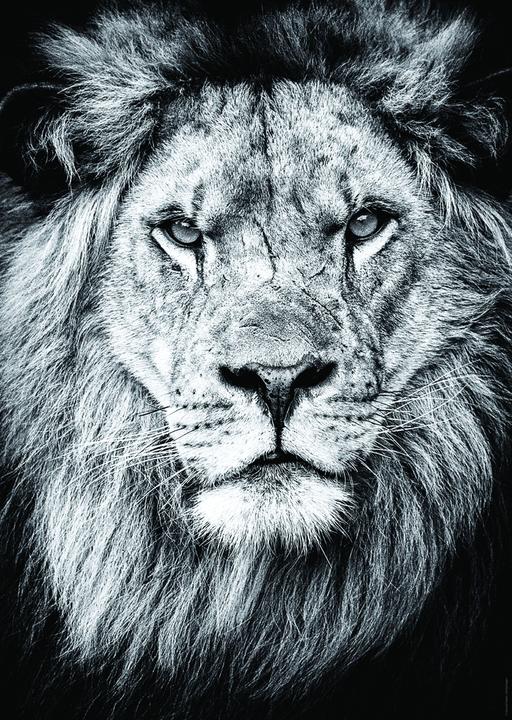 Actual product image Nathan Lion - Royal portrait (1000 pieces)