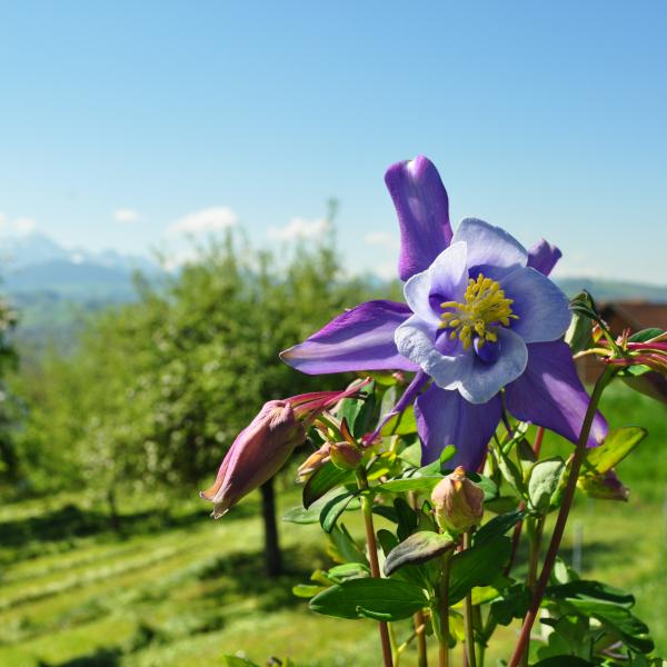 Säntispracht Lot de 2, Ancolie commune, la joie annuelle du printemps - Aquilegia vulgaris Purple Blue