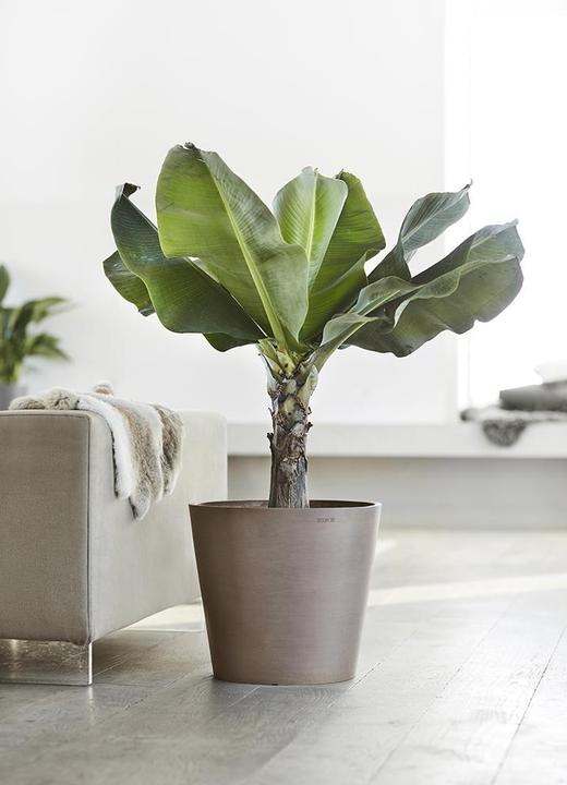 Actual product image Ecopots Amsterdam (50 cm)