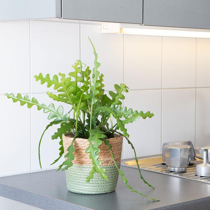 Actual product image VEG and the City Jibaro (Saw-leaf cactus - Epiphyllum anguliger)