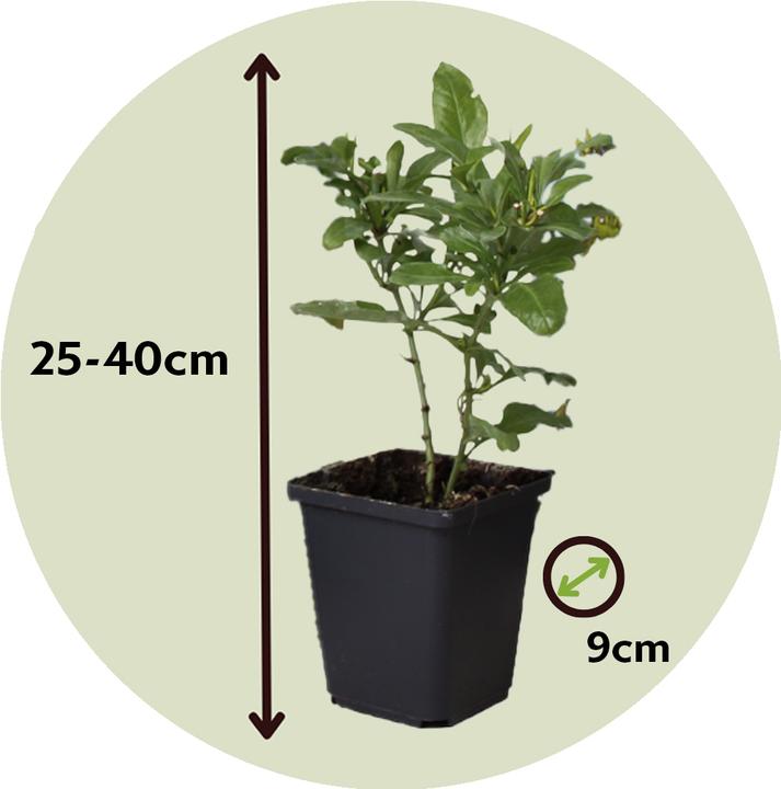 Actual product image Plant in a Box Plumbago auriculata - Set of 6 Male Loyalty (25 cm)