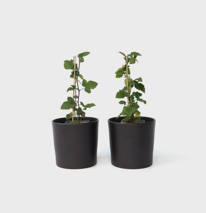 Immagine prodotto Plant in a Box Ribes rubrum Jonkheer van Tets - Set di 2 ribes (50 cm)