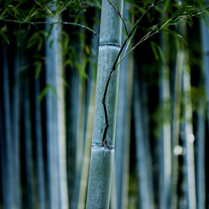 Immagine prodotto Plant in a Box Fargesia papyrifera 'Blue Dragon' - set di 3 bambù (30 cm)
