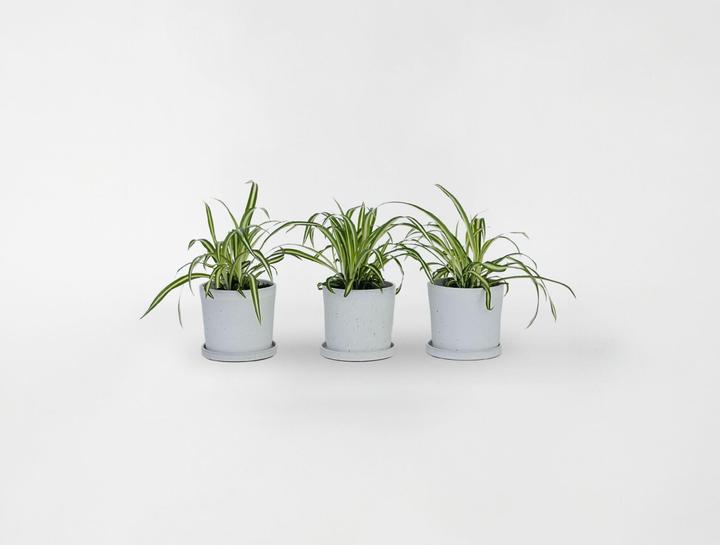 Image du produit Plant in a Box Chlorophytum comosum 'Atlantic' - Lot de 6 lis verts (25 cm)